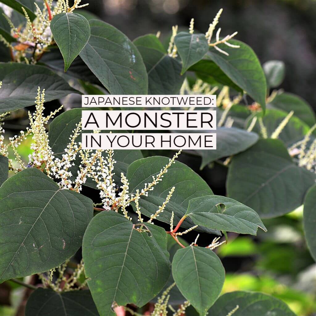 Japanese Knot 1024x1024 - Japanese Knotweed: a monster in your home